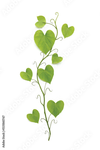 Heart-shaped clover leaf with green natural foliage on white background