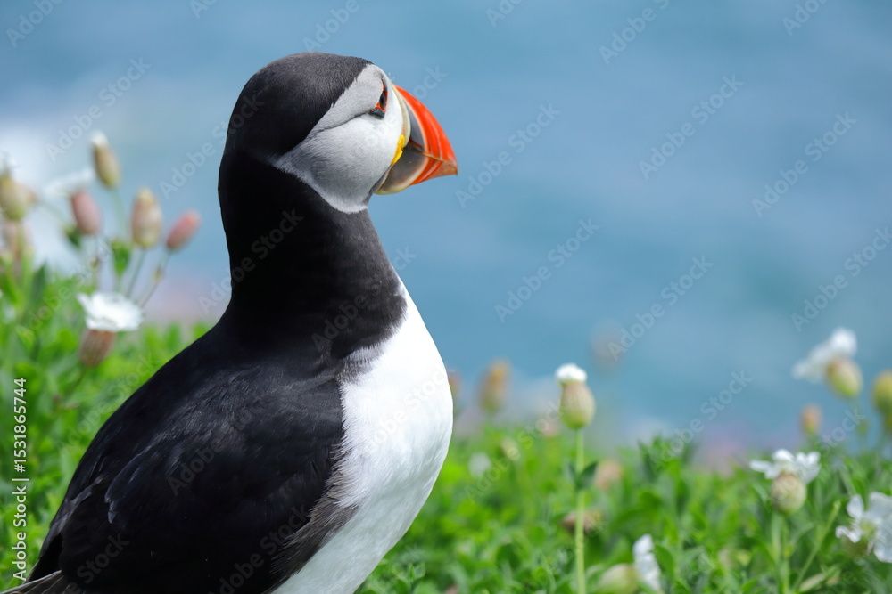 Naklejka premium Close-Up of Male Atlantic Puffin During Breeding Season – Colorful Vibrant Red and Yellow Beak, Black and White Feathers, with Blurred Ocean and Green Shrub Background
