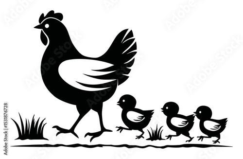 Black and White Chicken with Chicks Walking in a Farm Environment