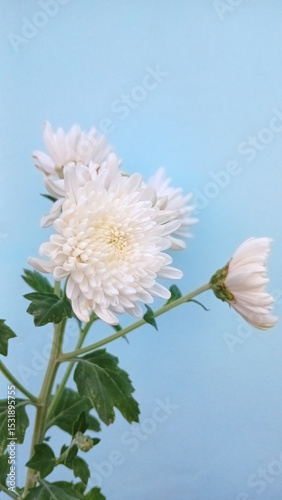Close up of white blooming chrysanthemum flowers in a pot on a blue background