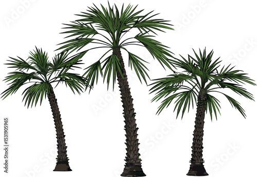 Three detailed vector palm trees on white background for tropical design