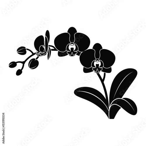 Elegant black silhouette of orchid flowers