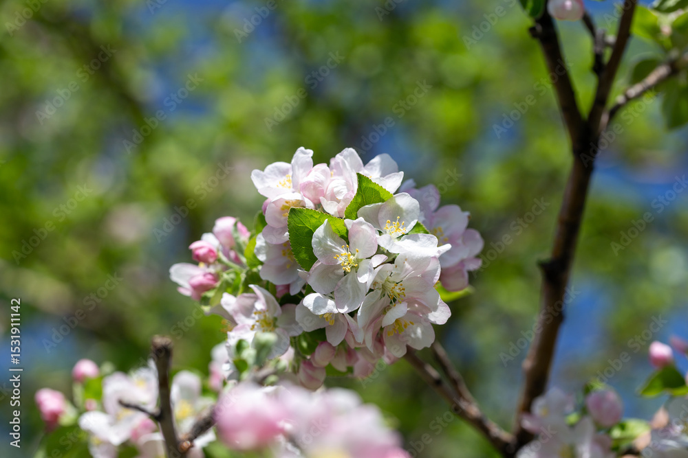 Obraz premium Blooming apple tree branch with white flowers against clear blue sky, spring nature background.
