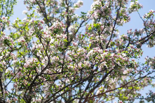 Delicate apple flowers bloom under blue skies, bringing light and joy.