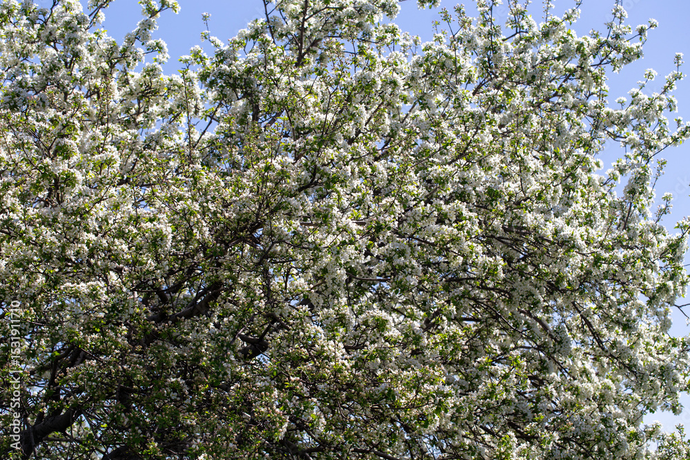 Fototapeta premium Close-up of apple blossoms in full bloom under a vivid blue sky, seasonal spring concept.