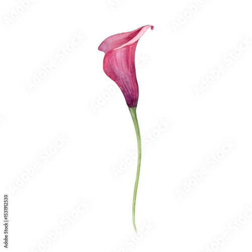 Calla lily hand drawn watercolor illustrations. flower isolated on white background. Element for wedding invitations, greeting cards