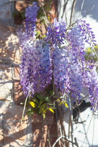beautiful wisteria blossoms growing against a stone house