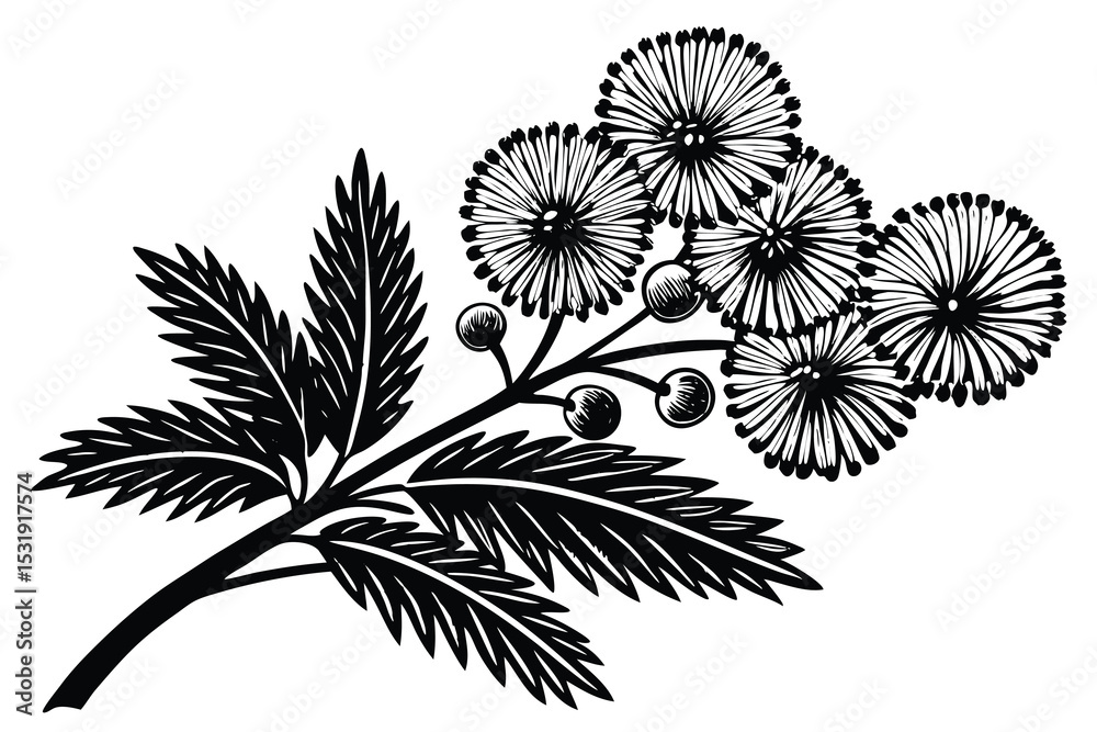 custom made wallpaper toronto digitalElegant Mimosa Pudica Illustration Detailed Botanical Line Art Print