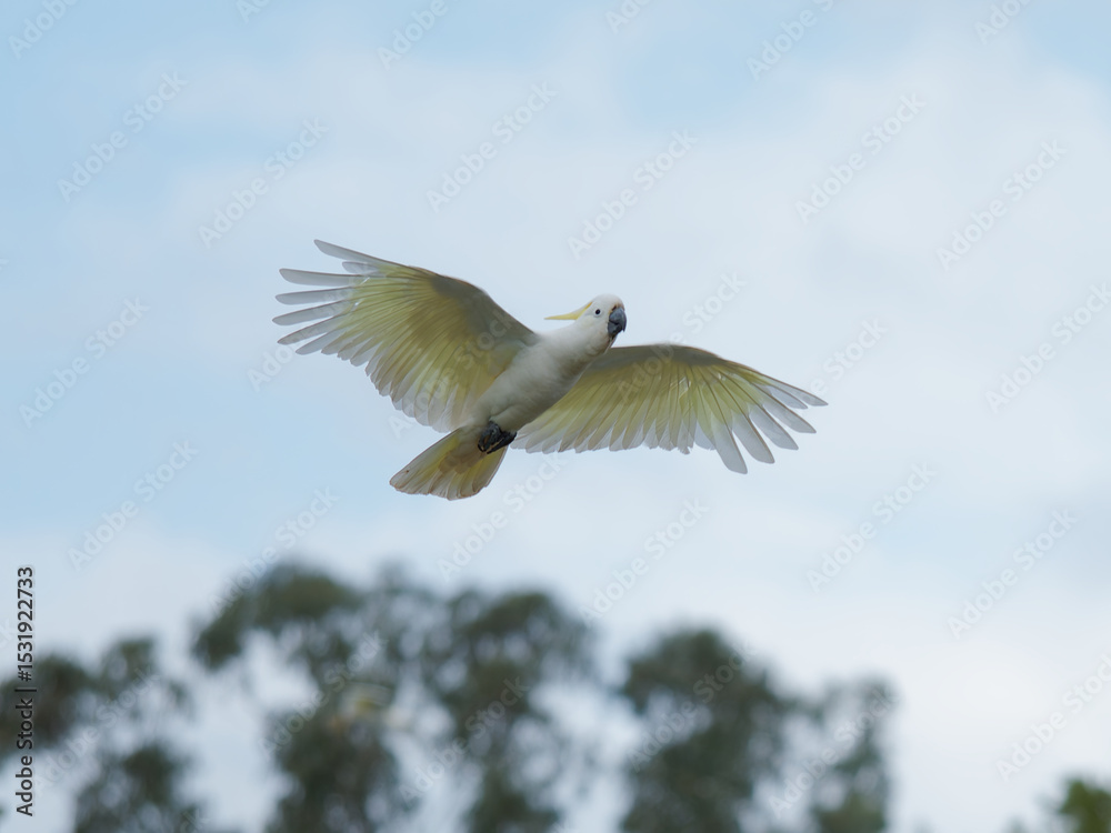Obraz premium Sulphur-Crested Cockatoo (Cacatua galerita) with blue sky and clouds in background and out of focus trees.