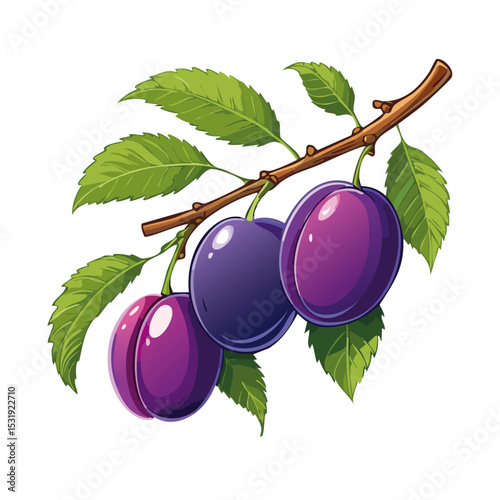 Plums on a branch vector color illustration. Image of ripe fruits on a branch on an isolated background. For design and packaging