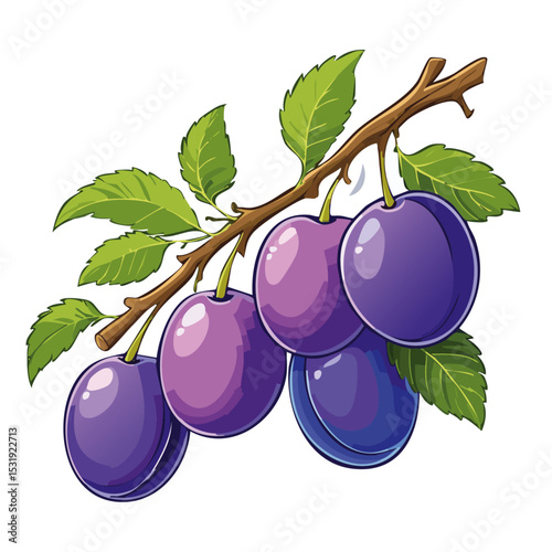 Plums on a branch vector color illustration. Image of ripe fruits on a branch on an isolated background. For design and packaging