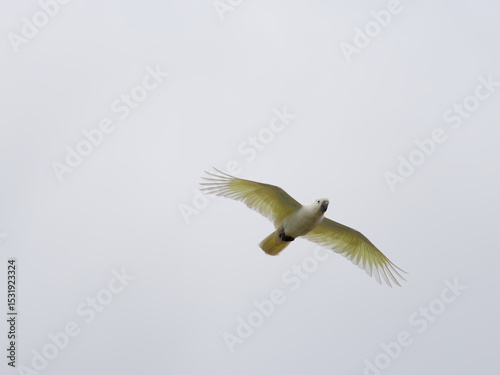 Sulphur-Crested Cockatoo (Cacatua galerita) inflight with grey sky background.