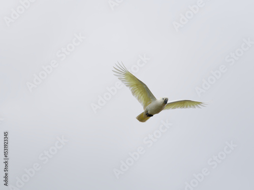 Sulphur-Crested Cockatoo (Cacatua galerita) inflight with grey sky background.