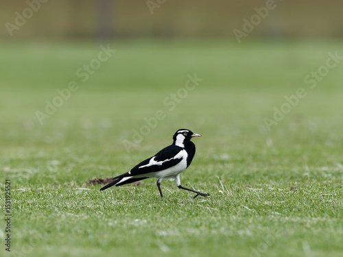 Magpie Lark  (Grallina cyanoleuca) walking on freshly mowed grass sporting field.