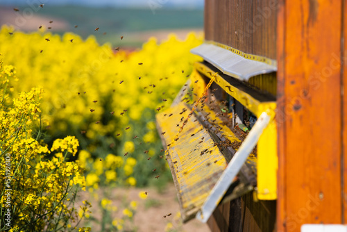 Beehive boxes for beekeeping and honey collecting in blooming canola field