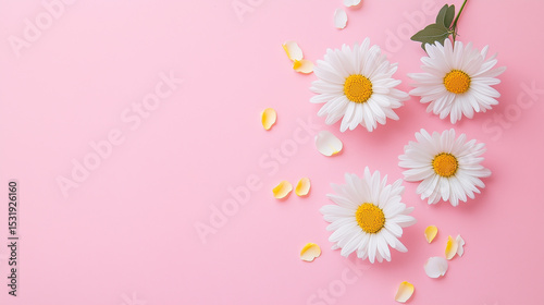 pink daisy flowers