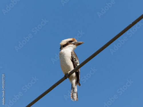 Laughing kookaburra (Dacelo novaeguineae) perched on powerline wire with clear blue sky background
