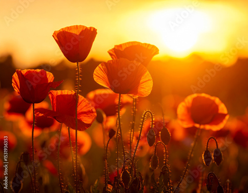 Poppy Field at Sunset