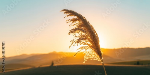 Golden pampas grass at sunset landscape