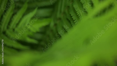 Slow motion Fern leaves background in Garden