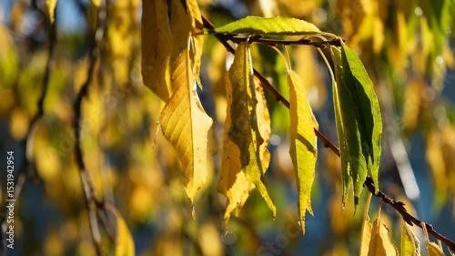 Video of Prunus maackii (Manchurian cherry or Amur chokecherry) autumn green and yellow leaves after morning frost.