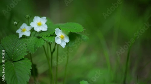 Wild Strawberry Flowers Blooming Among Green Leaves in Spring