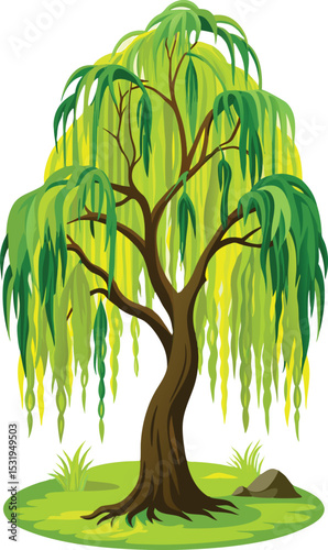 Beautiful Weeping Willow Tree Vector Illustration.