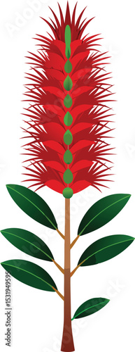 Bottlebrush Tree with Vibrant Red Flower Spikes.