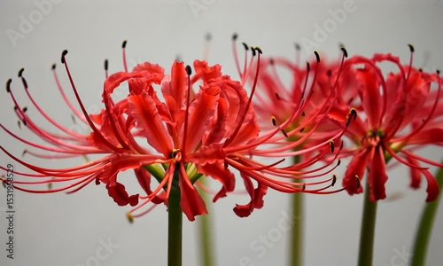Vibrant red flowers with intricate petals against a soft gray background, showcasing nature's beauty