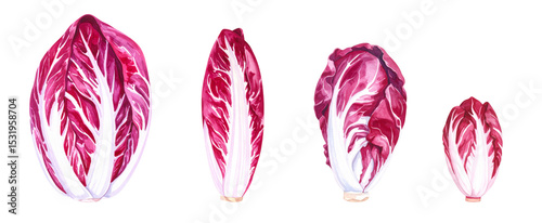 Stunning display of radicchio showcasing vibrant colors and textures for diverse dishes.