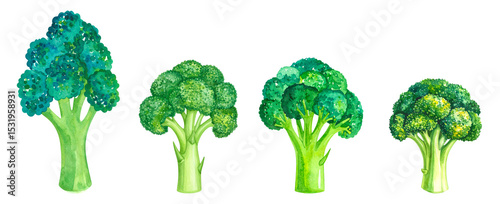 Fresh, vibrant broccoli showcasing various sizes and stages of growth in a colorful illustration.