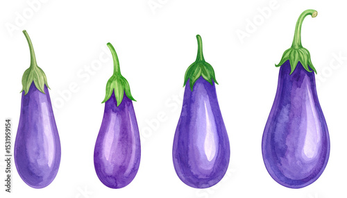 A colorful illustration of various sizes of fresh eggplants on a white background.