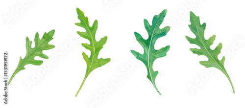 A collection of vibrant green leaves showcasing detailed textures and shapes.