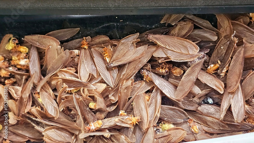 A close-up view reveals delicate brown mayfly, Many of brown winged termite on car.