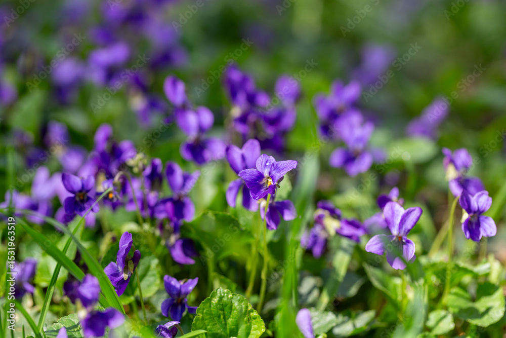 Fototapeta premium Wild violets bloom in a spring forest meadow. Viola odorata in natural sunlight.
