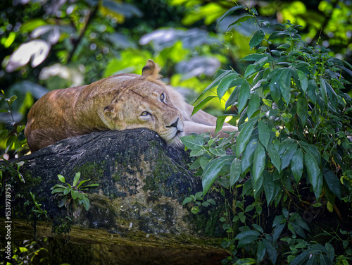 The Lioness at Rest