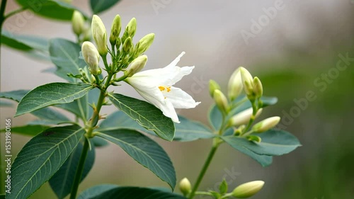 Close-up of delicate white flower blooming among green leaves in a serene natural setting