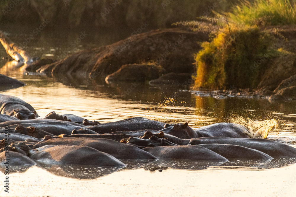 Fototapeta premium Telephoto of a hippopotamus, Hippopotamus amphibius, floating partially submerged in a hippo pool in the Serengeti National Park, Tanzania