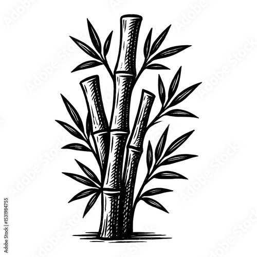 Bamboo Tree Stalk Branch Leaves Black and White Outline Line Art Drawing Illustration Graphic