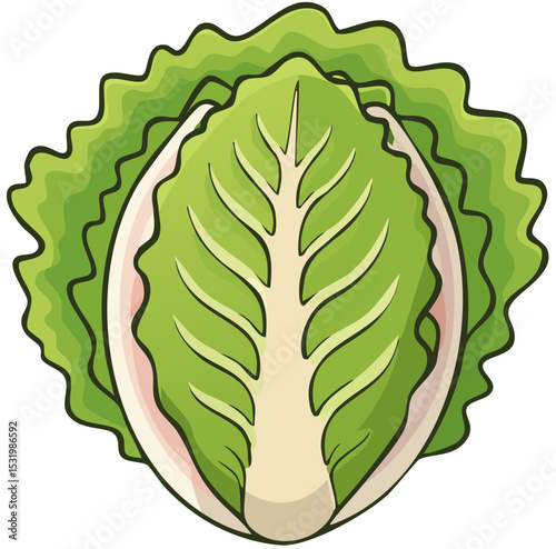 Fresh Crisp Lettuce Illustration