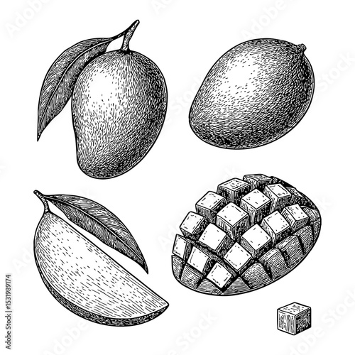 Four Mango Fruit with Leaves in Black and White Outline Line Art Drawing Isolated on White