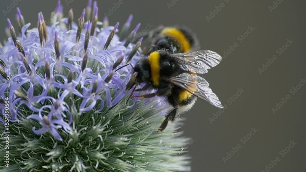 Close-up of busy bumblebees gathering nectar on spiky purple flowers in natural outdoor setting