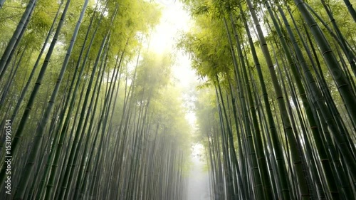 Lush bamboo forest with sunlight filtering through, creating a serene atmosphere