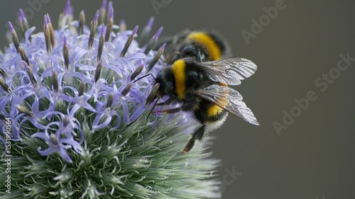 Close-up of busy bumblebees gathering nectar on spiky purple flowers in natural outdoor setting