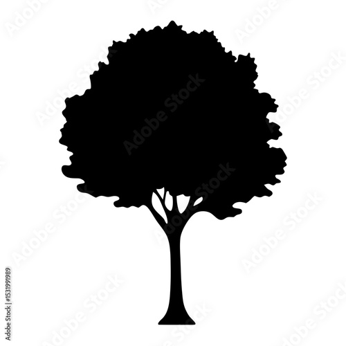 A striking silhouette of a broadleaf tree with a leafy canopy