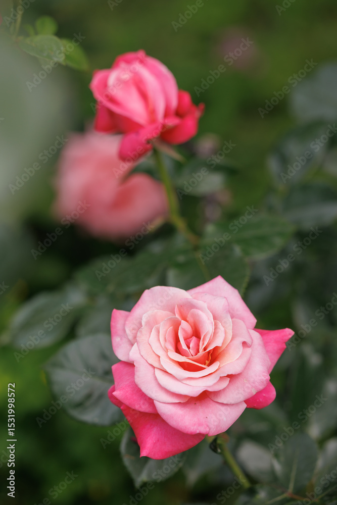 Beautifully blooming roses Beautifully blooming roses