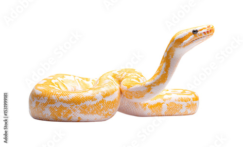 A white and yellow ball python isolated on a transparent background