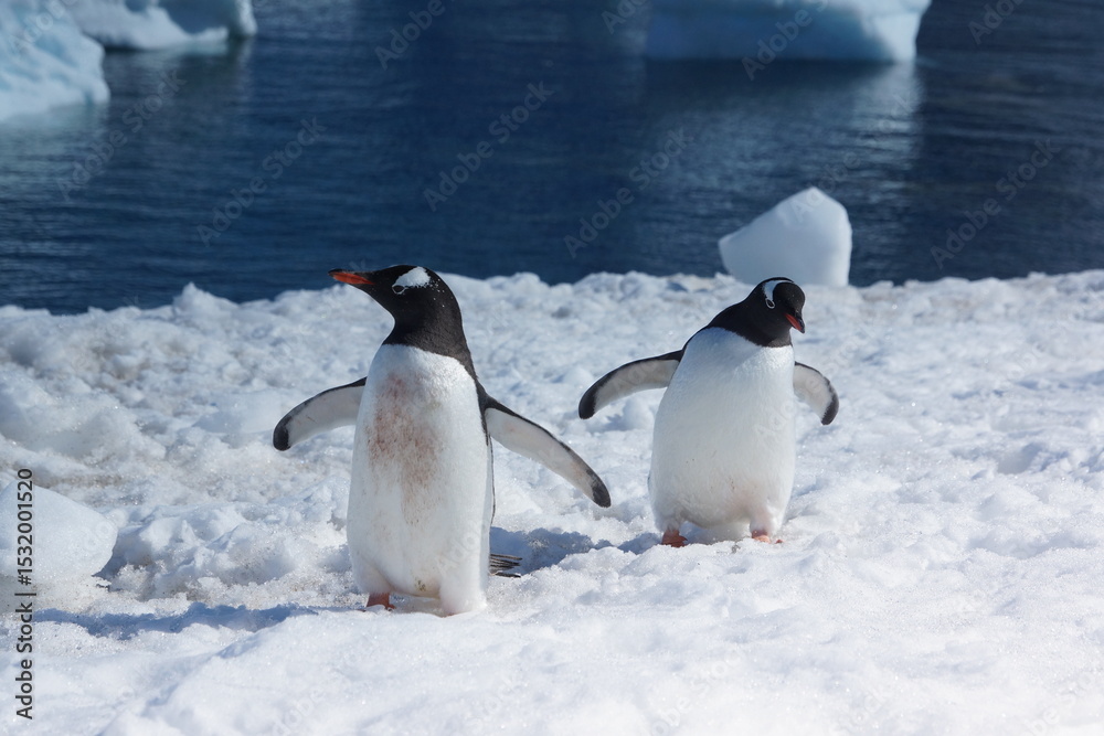 Fototapeta premium Emperor penguins on icy Antarctic landscape with glacier in background 