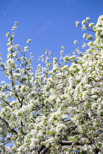 Bright apple tree flowers bloom, signaling the arrival of spring.