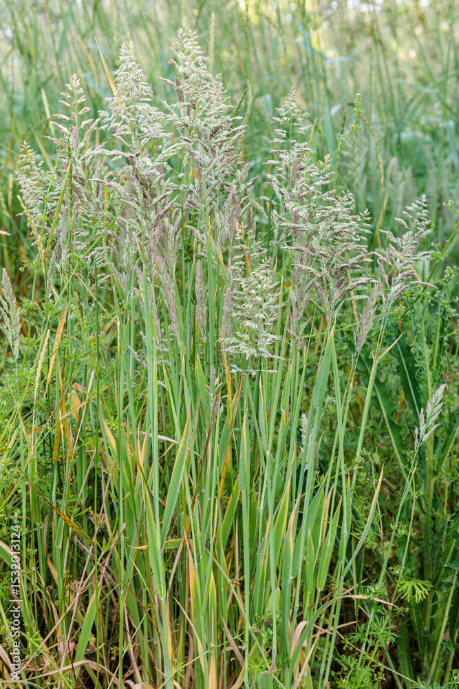 Fototapeta premium Holcus lanatus. White hay plants with spike-shaped inflorescences.